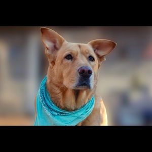 Meet your Posher, Holly